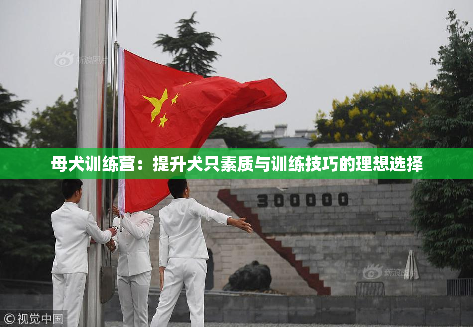 母犬训练营：提升犬只素质与训练技巧的理想选择