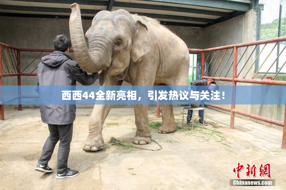 西西44全新亮相，引发热议与关注！