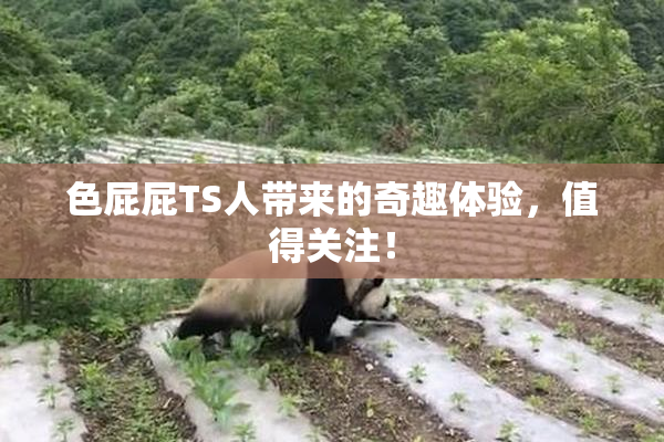 色屁屁TS人带来的奇趣体验，值得关注！