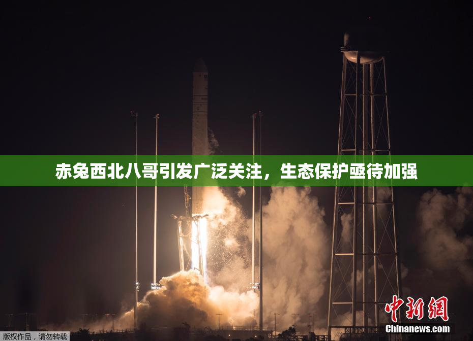 赤兔西北八哥引发广泛关注，生态保护亟待加强