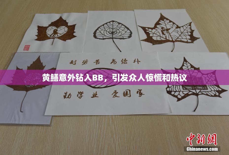 黄鳝意外钻入BB，引发众人惊慌和热议