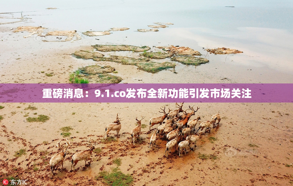 重磅消息：9.1.co发布全新功能引发市场关注