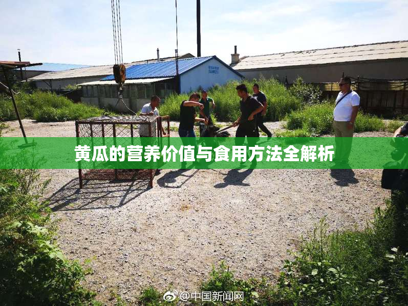 黄瓜的营养价值与食用方法全解析
