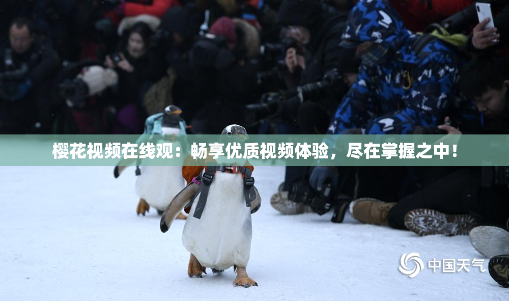 樱花视频在线观：畅享优质视频体验，尽在掌握之中！