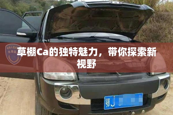 草棚Ca的独特魅力，带你探索新视野