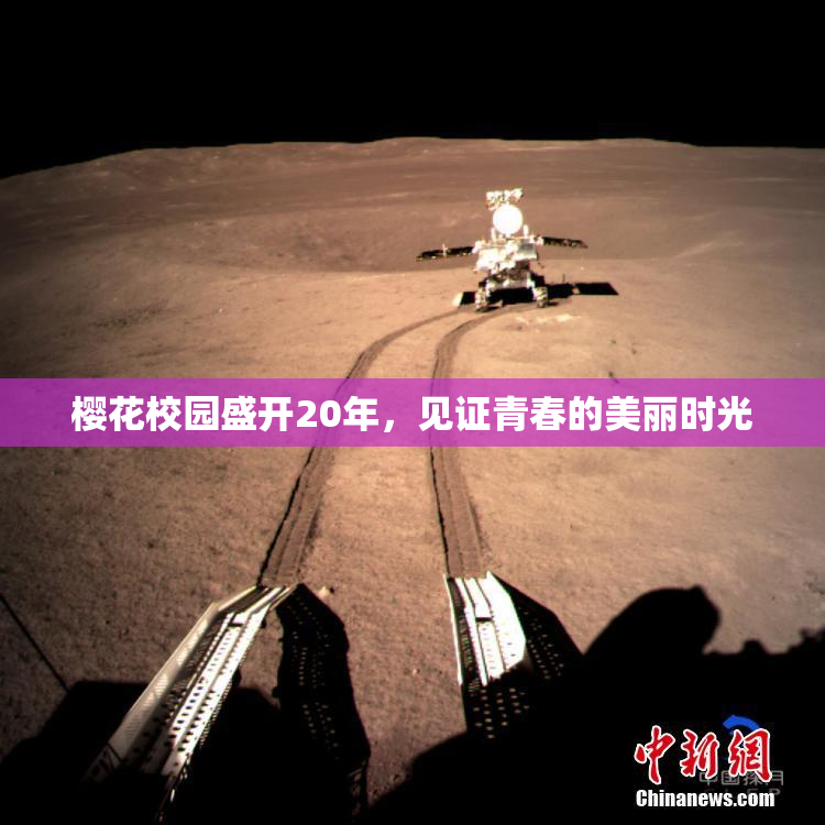 樱花校园盛开20年，见证青春的美丽时光