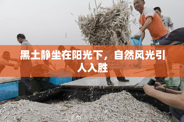 黑土静坐在阳光下，自然风光引人入胜