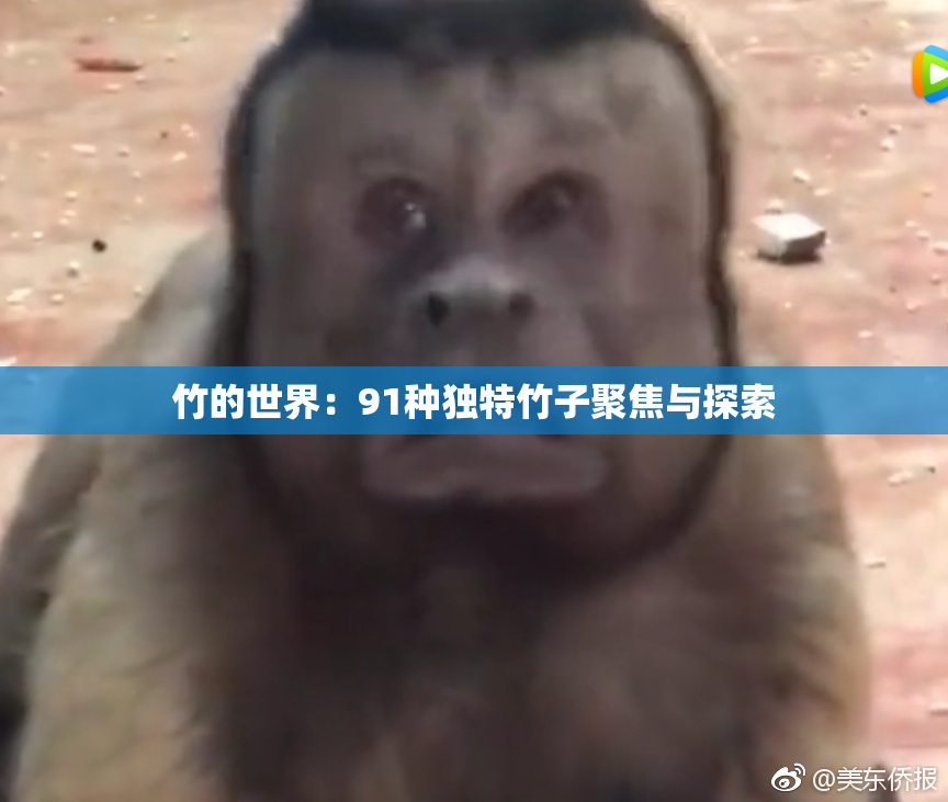 竹的世界：91种独特竹子聚焦与探索