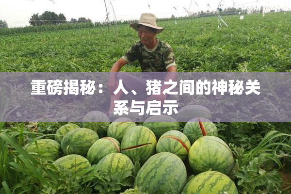重磅揭秘：人、猪之间的神秘关系与启示