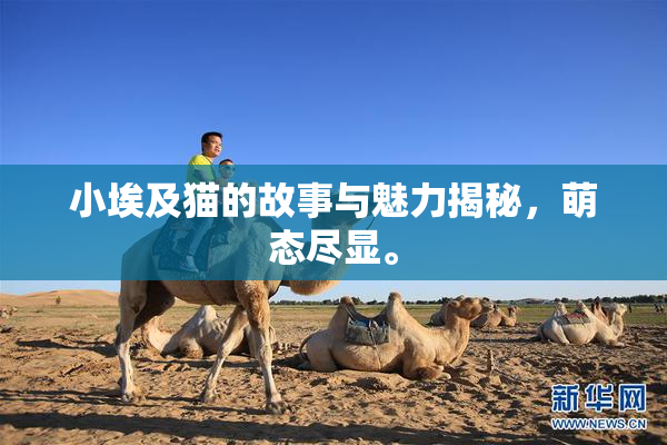 小埃及猫的故事与魅力揭秘，萌态尽显。