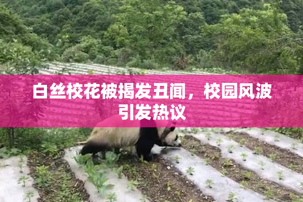 白丝校花被揭发丑闻，校园风波引发热议