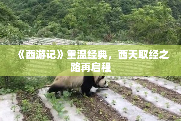 《西游记》重温经典，西天取经之路再启程