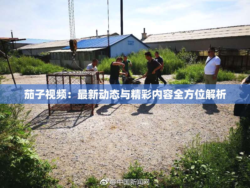 茄子视频：最新动态与精彩内容全方位解析